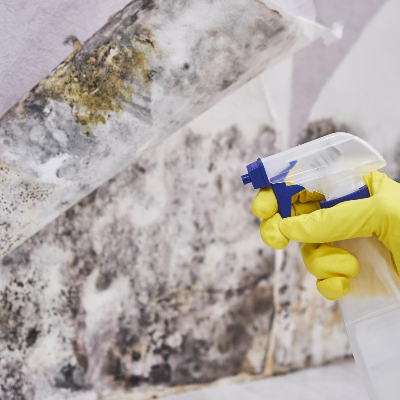 The Ultimate Guide to Mold Remediation