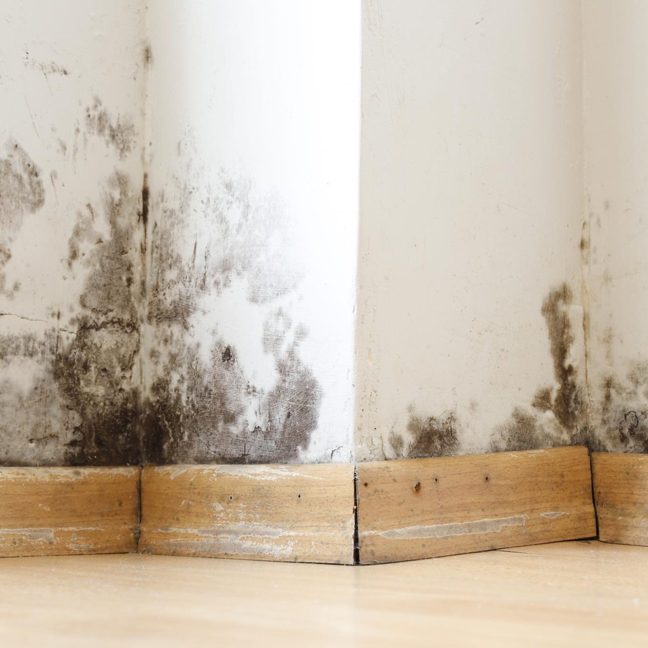 Understanding Mold: Causes, Risks, and Solutions