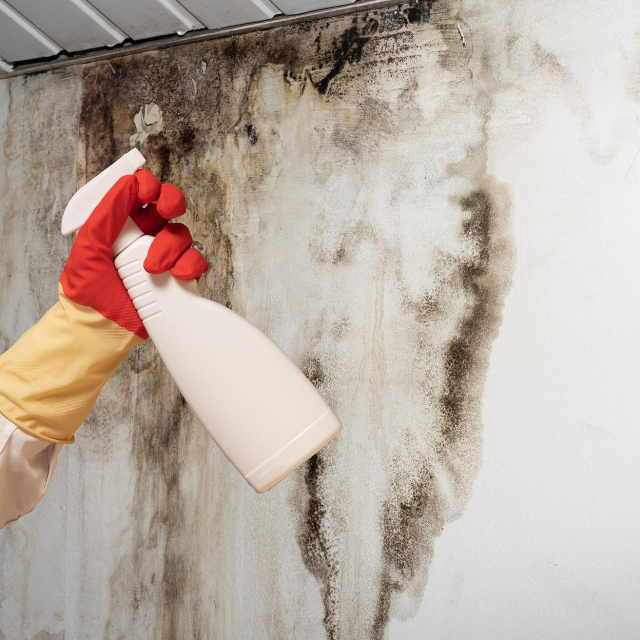 Preventing Mold After Water Damage