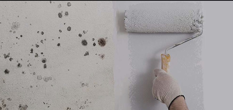 Homeowner Mold Mistakes: Why Chlorine Isn’t the Answer