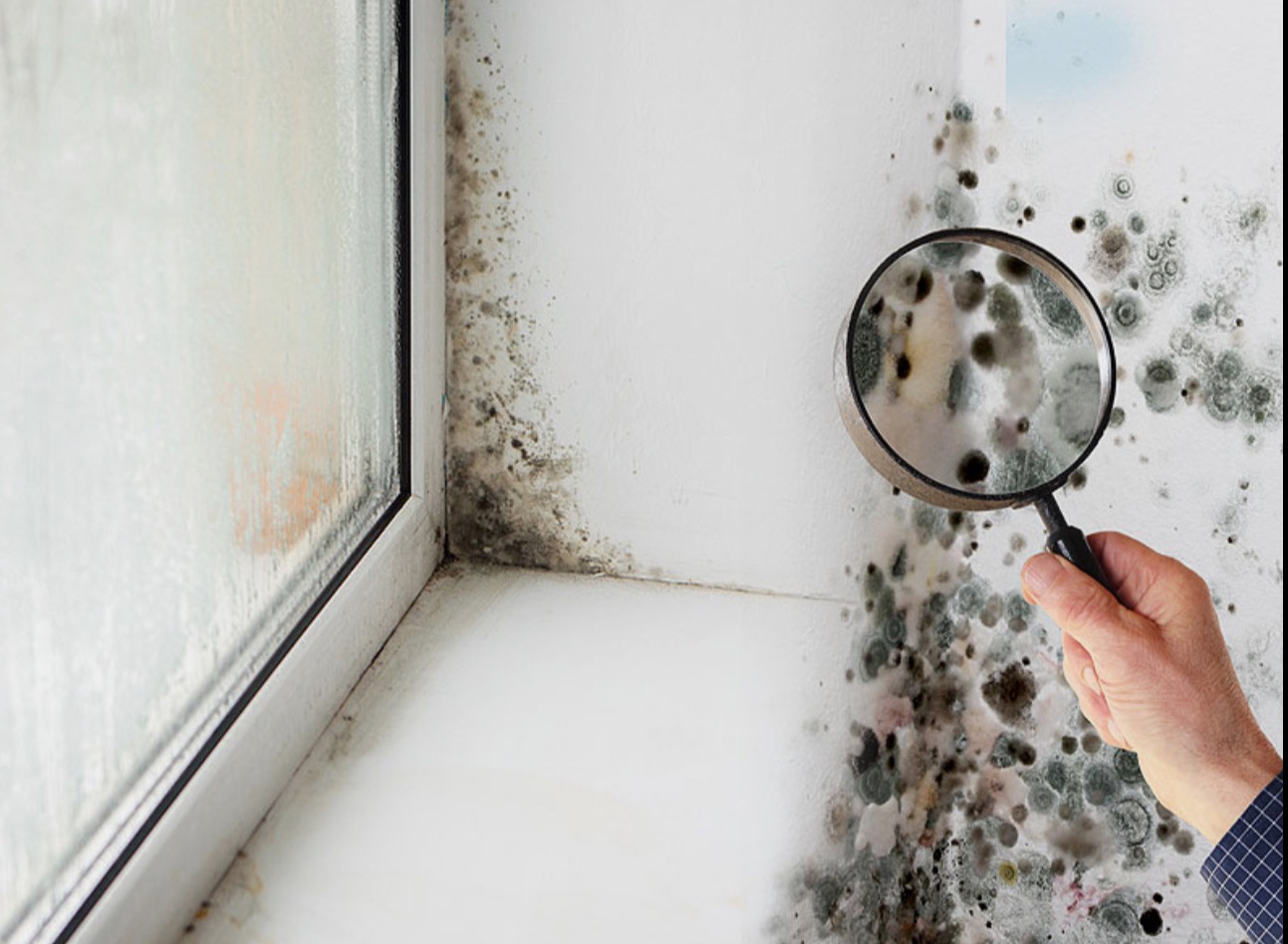 Why External Humidity Promotes Mold Indoors