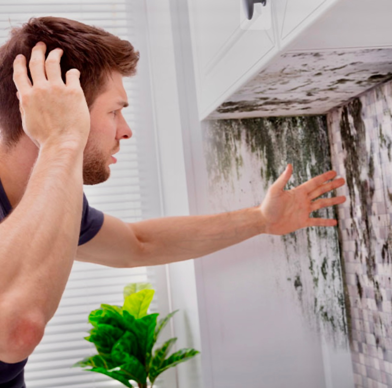Why Mold Returns Without Proper Treatment by Real Mold Solution